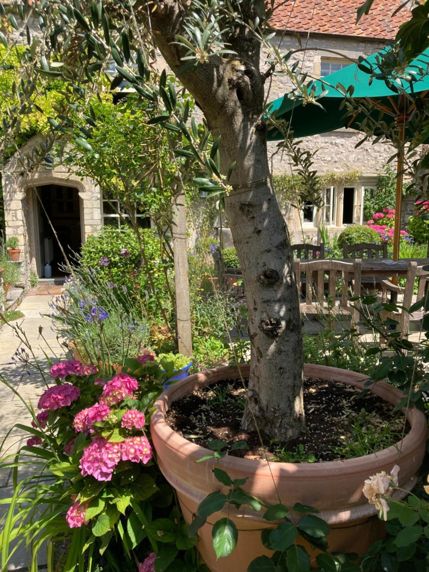 Bed and Breakfast Maplestone Shepton Mallet Exterior foto